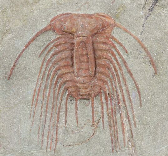 Pair of Red Selenopeltis Trilobites - Morocco #49216